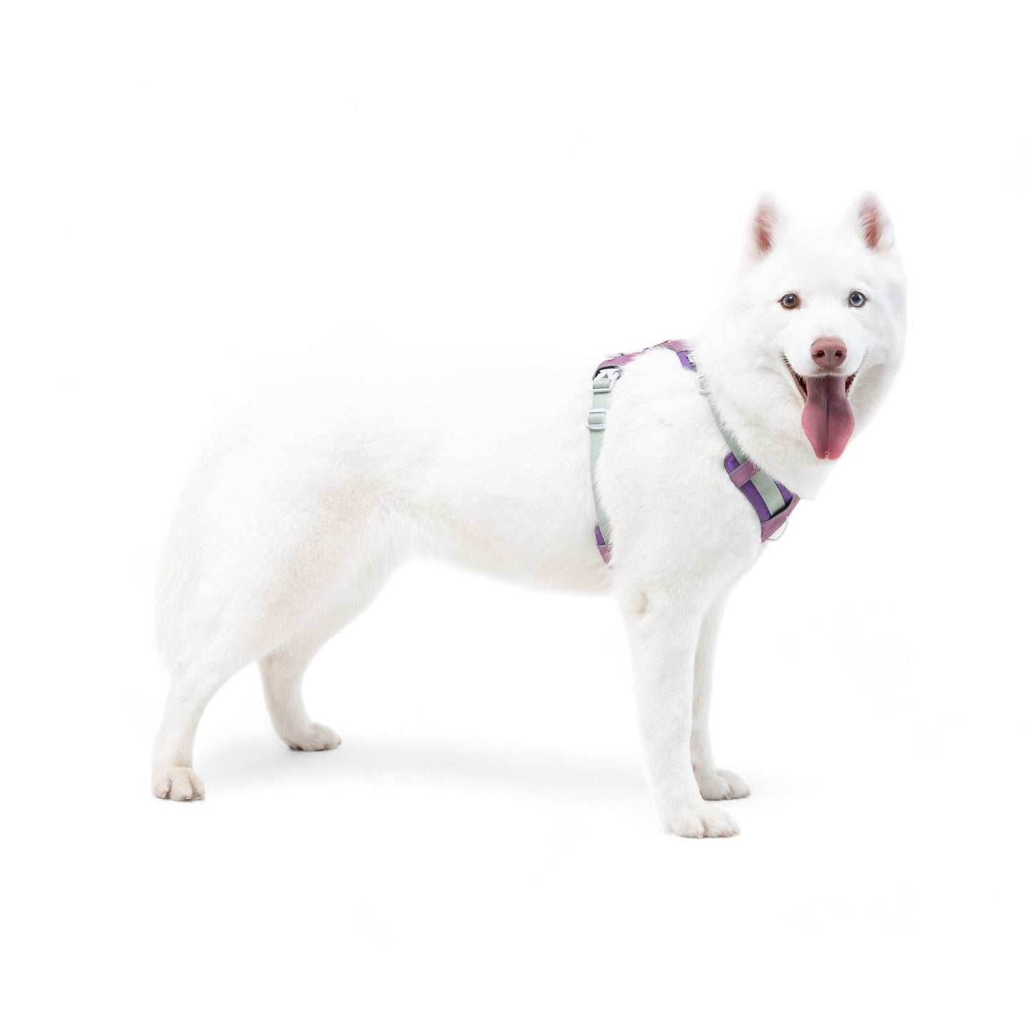 Woolly Wolf Alpha 360 oprsnica - Mauve